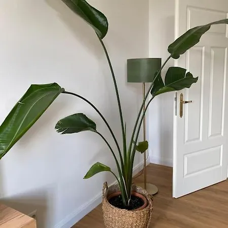 2-Zimmer Zentral In Ferdinandshof, Wlan Modern Eksteriør billede