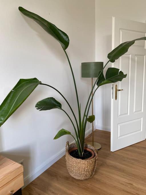 Apartment 2-zimmer Zentral In Ferdinandshof, Wlan Modern *